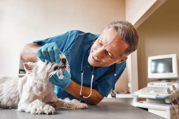 Best Emergency Dentist for Knocked-Out Tooth in Summerfield, MD